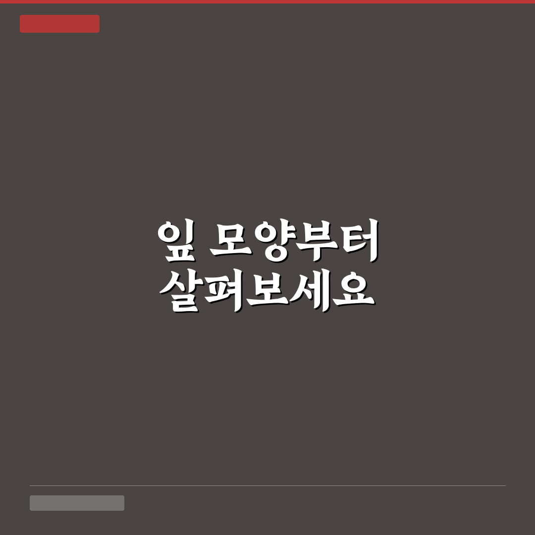 망초 개망초 차이 5가지 기준 비교와 분석 총정리