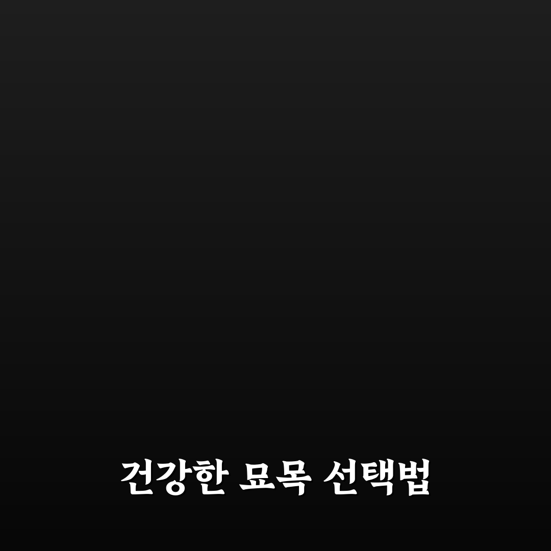 마가목 묘목 구입 전 5가지 비교 기준과 체크포인트