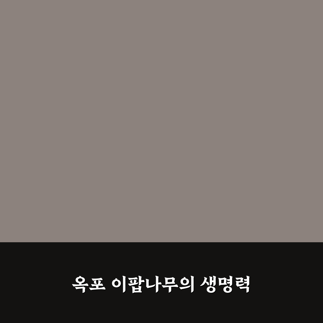 옥포 이팝나무 군락지 방문 전 확인할 5가지 체크포인트