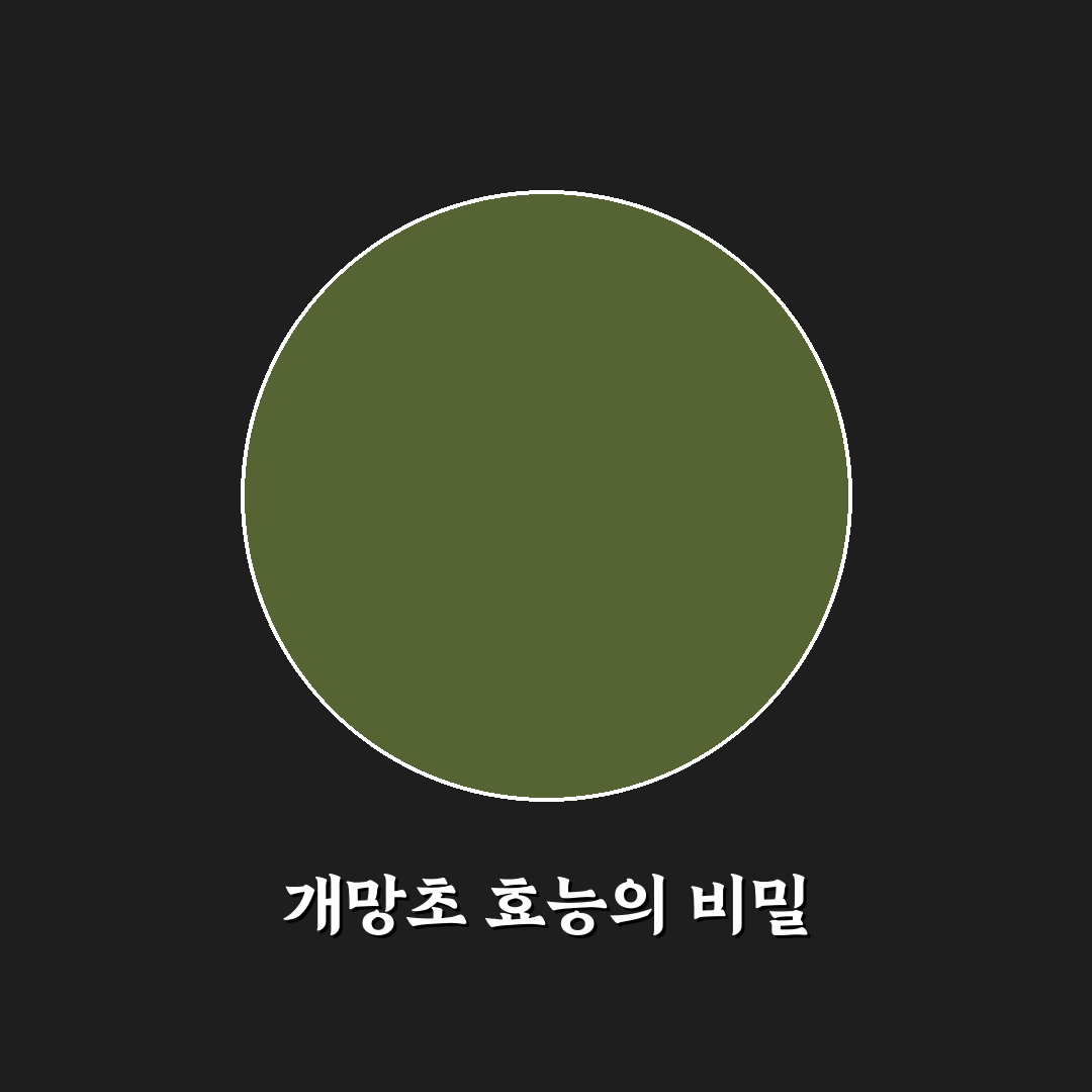 개망초효능 5가지 기준별 효과 분석과 건강 가이드
