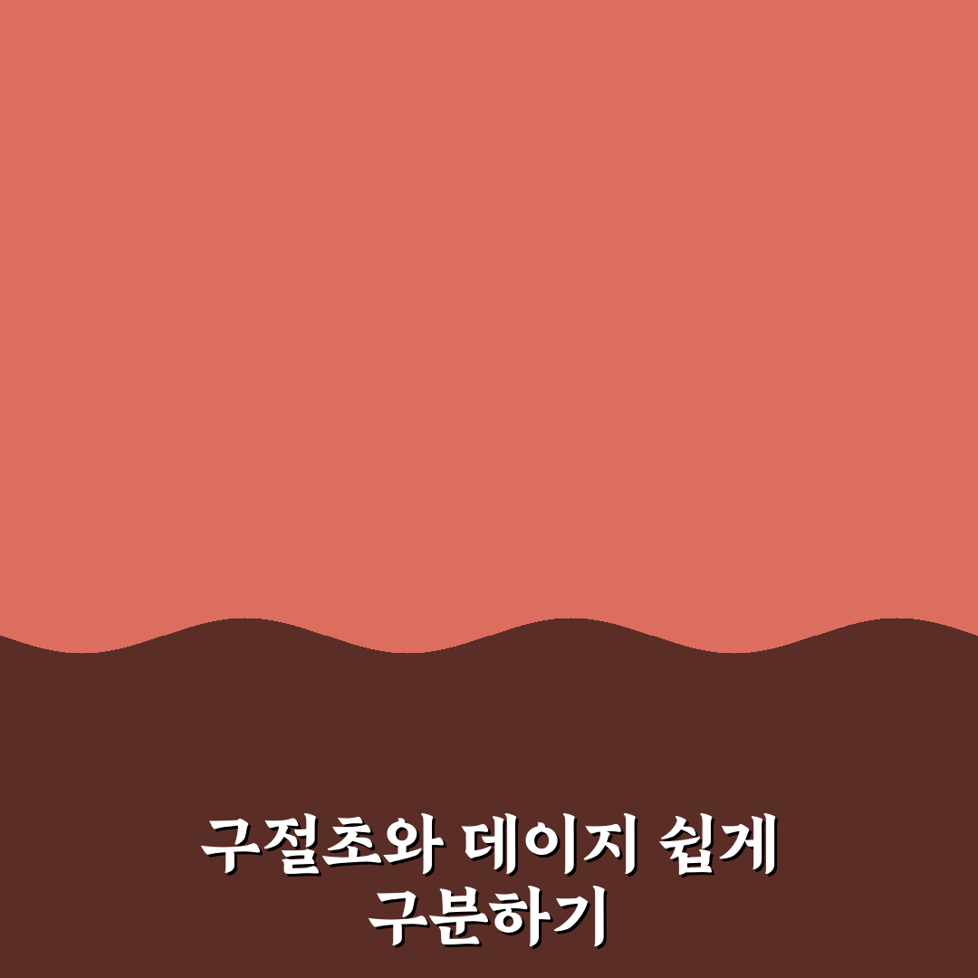 구절초와 데이지 비교 분석 5가지 체크포인트