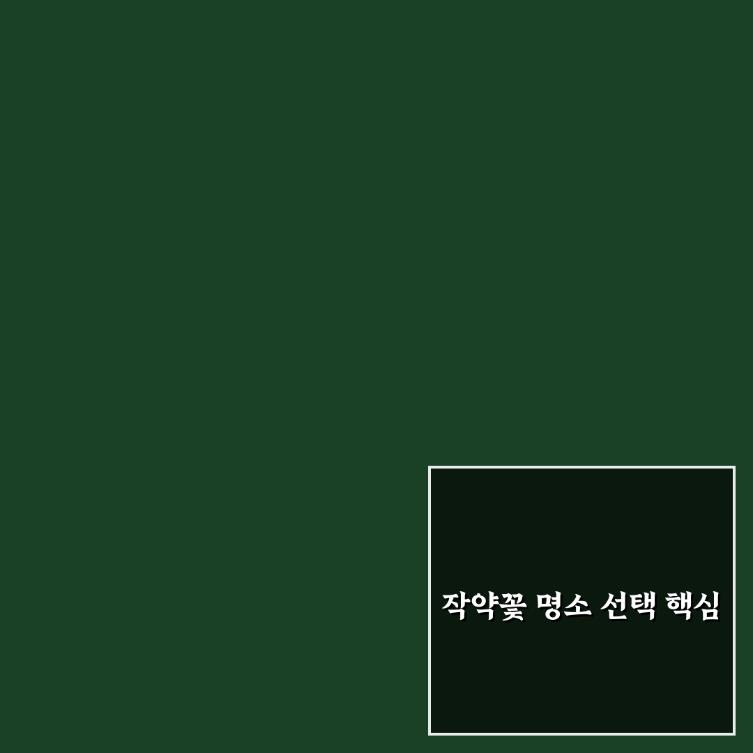 작약꽃 명소 7가지 기준과 방문 전 체크포인트 분석
